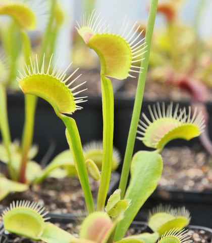 Dionaea "plante filiforme"