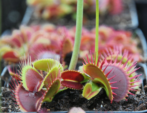 Dionaea "ARPC"