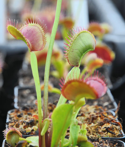 Dionaea 'South West Giant'