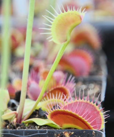 Dionaea 'B52'