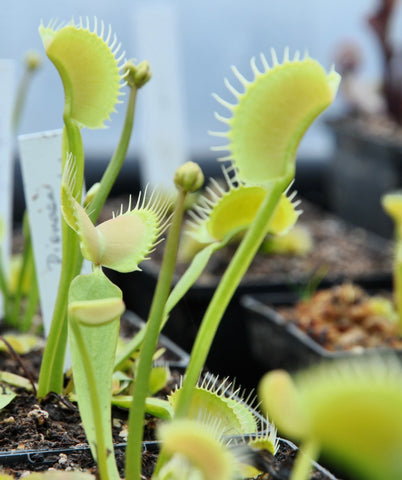 Dionaea "dingley giant"