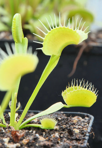 Dionaea 'Justina Davis'
