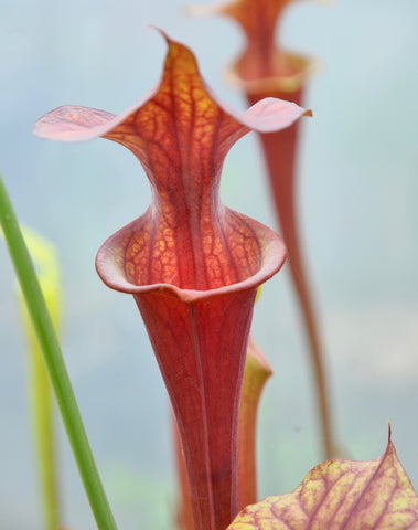 Sarracenia flava var. atropurpurea
