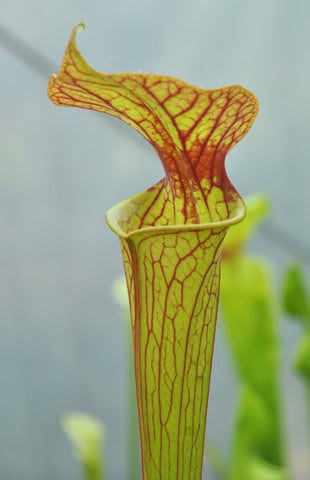 Sarracenia x moorei