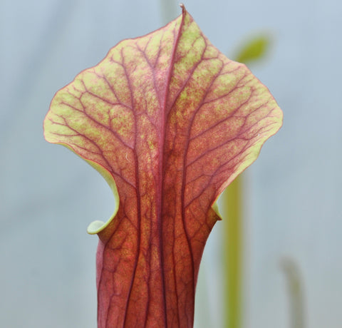 Sarracenia x ((flava var. atropurpurea x flava var. rubricorpora)x(S. leucophylla))