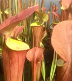 Sarracenia x tygo