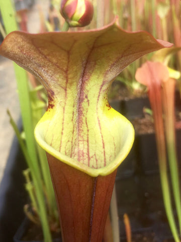 Sarracenia x tygo