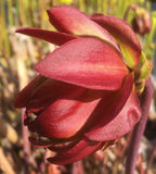 Sarracenia leucophylla 'Tarnok'