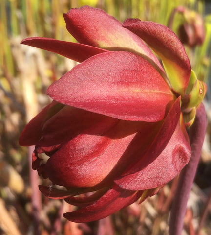 Sarracenia leucophylla 'Tarnok'