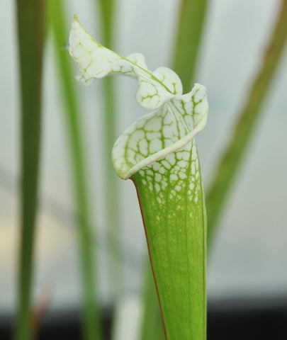 Sarracenia leucophylla var. alba