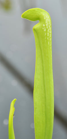 Sarracenia minor f. viridescens