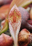 Sarracenia psittacina