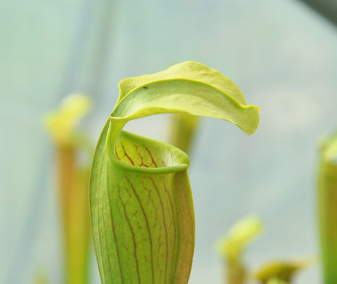 Sarracenia alata "large pitchers"
