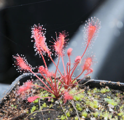 Drosera affinis