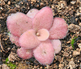 Pinguicula agnata "El Lobo"