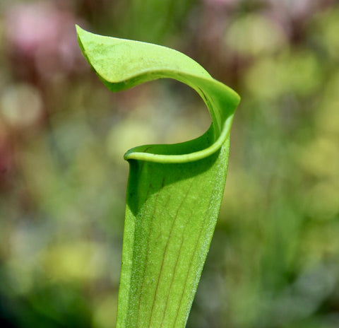 Sarracenia alata f. pubescent