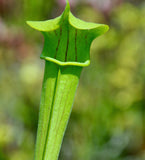 Sarracenia alata f. pubescent