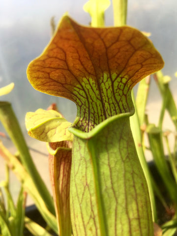 Sarracenia alata var. rubrioperculata