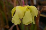 Sarracenia alata var. rubrioperculata