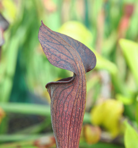 Sarracenia alata var. nigropurpurea