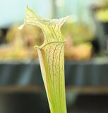Sarracenia x areolata "giant"