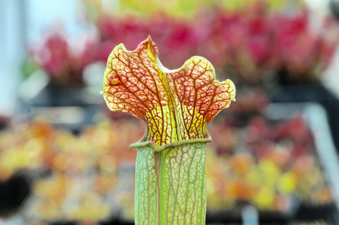 Sarracenia x areolata "Uncle Jim's road"