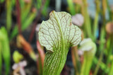 Sarracenia x areolata "Uncle Jim's road"