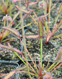 Drosera capensis {Bain's Kloof, RSA}