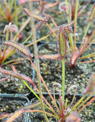Drosera capensis {Bain's Kloof, RSA}