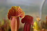 Sarracenia x barba