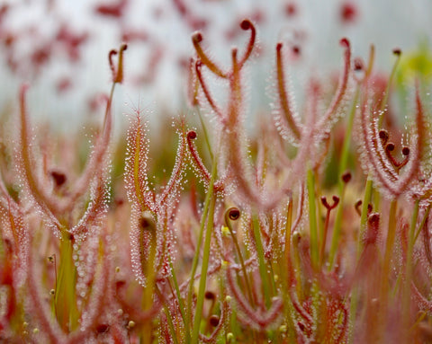 Drosera binata
