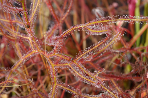 Drosera binata var. multifida f. extrema