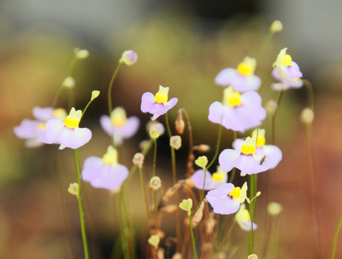 Utriculaire bisquamata 'Betty's Bay'