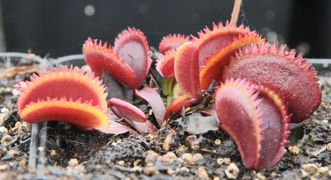 Dionaea 'Bohemian Garnet'