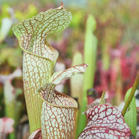 Sarracenia leucophylla "buntings original"