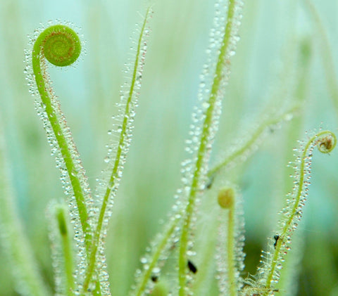Drosera filiformis 'California Sunset'