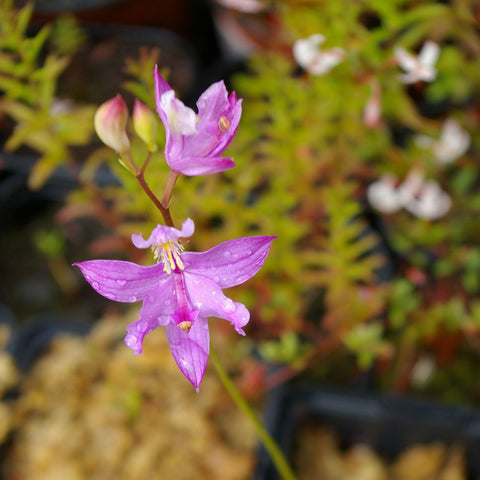 Calopogon tuberosus