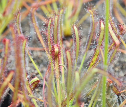 Drosera capensis 'Narrow Leaf'