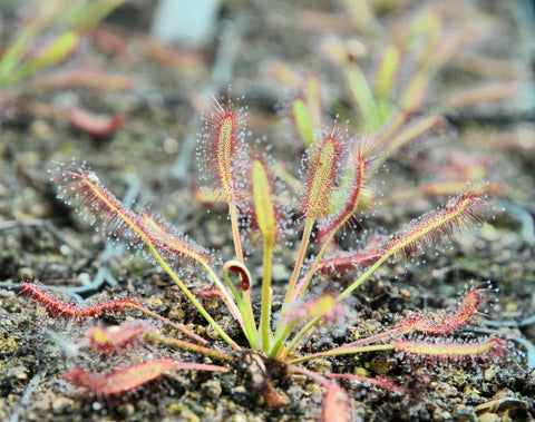 drosera capensis "dwarf"