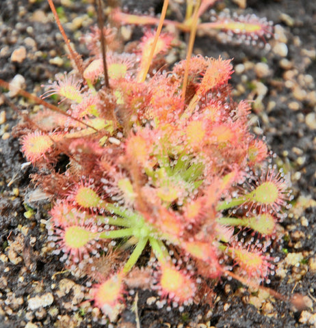 Drosera capillaris fleur blanche