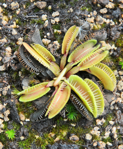 Dionaea "cluster trap"