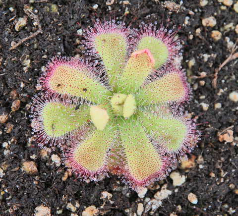 Drosera cuneifolia