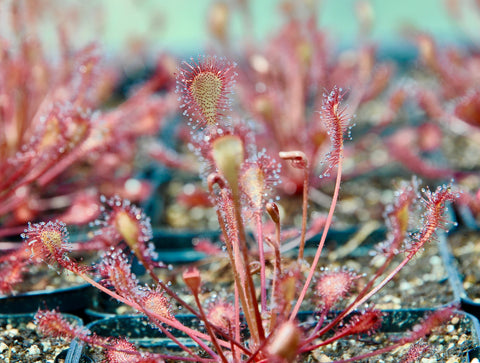 Drosera x eloisiana