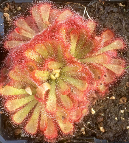 Drosera aliciae