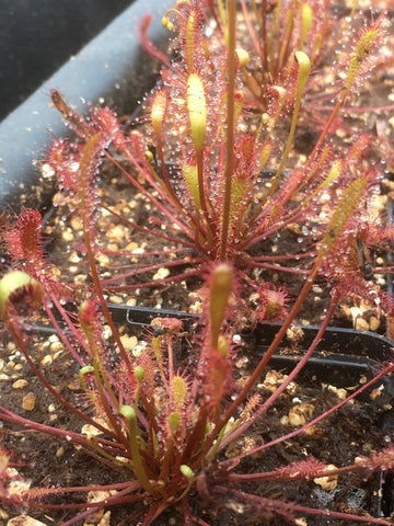 Drosera anglica