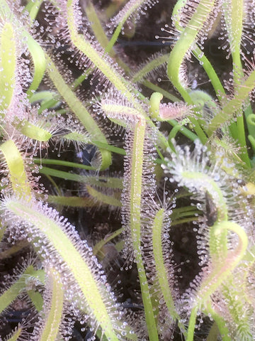 Drosera capensis 'Albino'