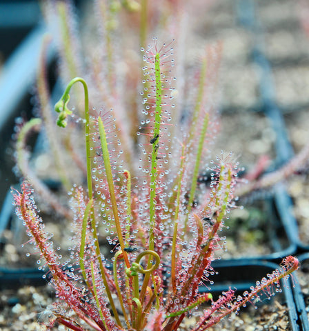 Drosera x hybrida