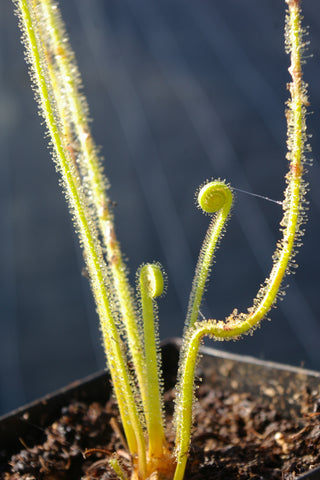 Drosera filiformis var. tracyi
