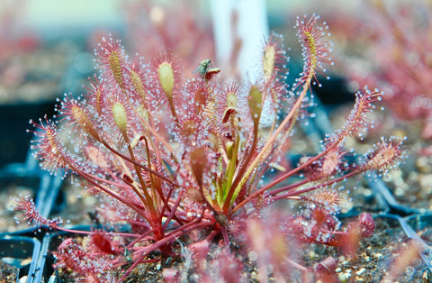 Drosera intermedia