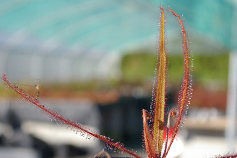 Drosera adelae